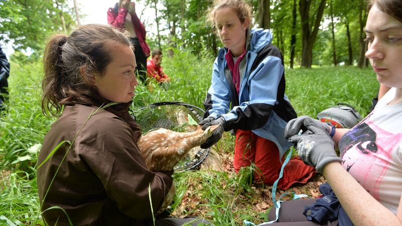Members of the OPW working with students from UCD conduct the annual tagging of fawns in Phoenix Park, Dublin. Photograph: Alan Betson / The Irish Times