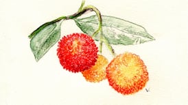 Another Life: A brief history of Lusitanian flora in Ireland