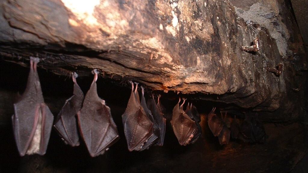 Covid-19 probably arose in a horseshoe bat. But the biological and ecological steps it took to reach humans remain obscure. Photograph: Conor Kelleher