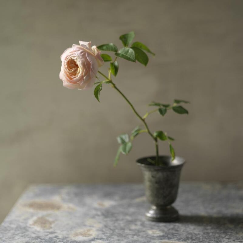 Garden rose in a vase. Photo Credit Richard Johnston