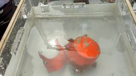 Black box cockpit voice recorder of Lion Air jet found