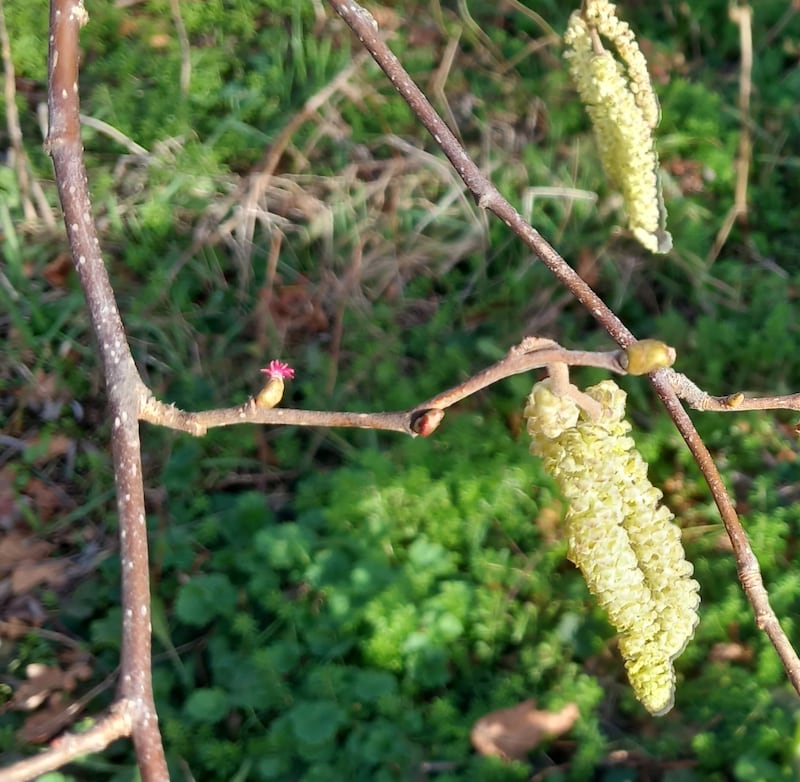 Male and female hazel catkins