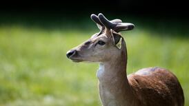 Phoenix Park in lockdown: Buzzing with wildlife