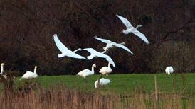 Swan census part of European research into warming threat