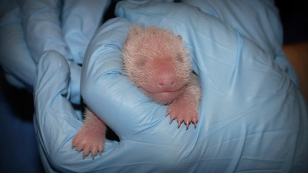 The giant panda cub born at the Smithsonian’s National Zoo is pictured receiving an exam from animal care staff. The cub weighs 137 grammes. Photograph: Courtney Janney, Smithsonian’s National Zoo/Handout/Reuters