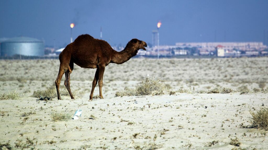 The southern desert of Samawa in Iraq.  A Samawa police colonel said the hunters were escorted by an Iraqi security force but that it decided not to engage a large number of gunmen. Photograph:  Haidar Hamdani/AFP/Getty Images)