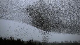 ‘It’s like fireworks’: Birdwatchers flock to see starlings’ air display