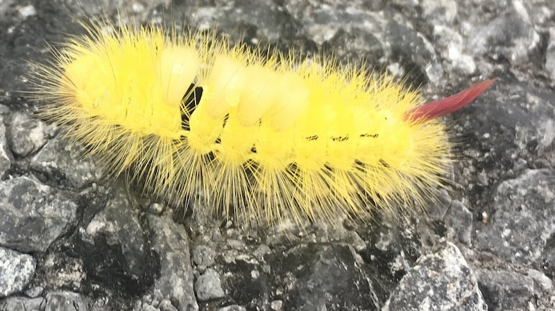 Caterpillar of the pale tussock moth