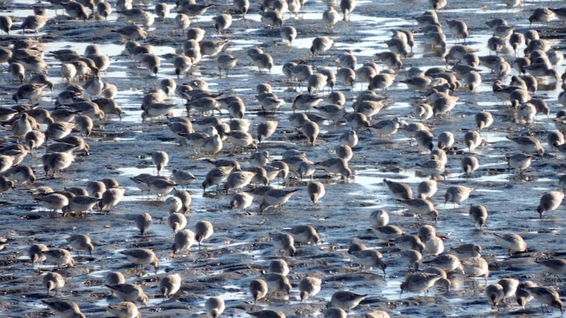 Knot on Bull Island