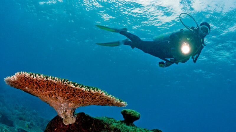 A scuba diver explores around Sipadan Island