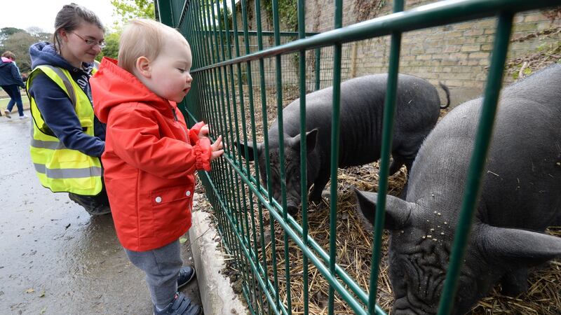 Con Faughnan from Raheney with Urban Farm volunteer Katrina Marsh, visiting the Vietnamese pot-bellied pigs at Dublin City Council’s urban farm in St Anne’s Park, Raheny, Dublin. Photograph: Alan Betson/The Irish Times