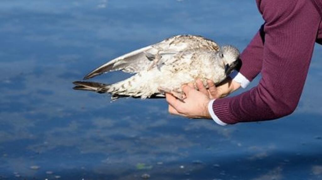 Colin Lowes (47), of Torr Gardens, Larne, Co Antrim, pleaded guilty to causing criminal damage after an incident involving an injured seagull. File photograph: Getty Images
