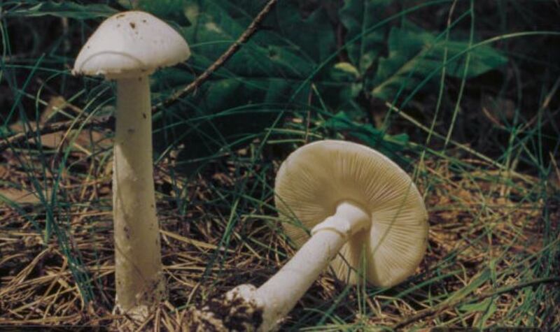 Amanita Verna (Fool's mushroom)