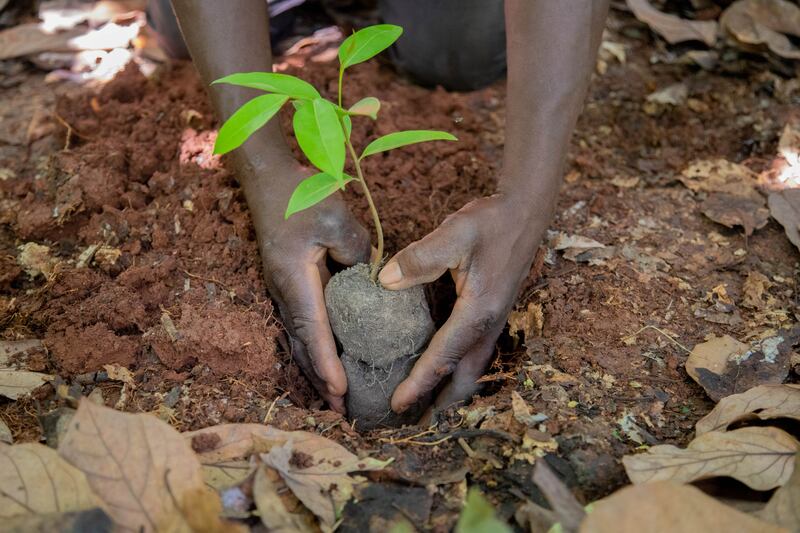 The planting of forest trees can rapidly provide much-needed shade for tender cocoa trees, while also providing moisture-rich spaces for cocoa crops to survive during the dry season