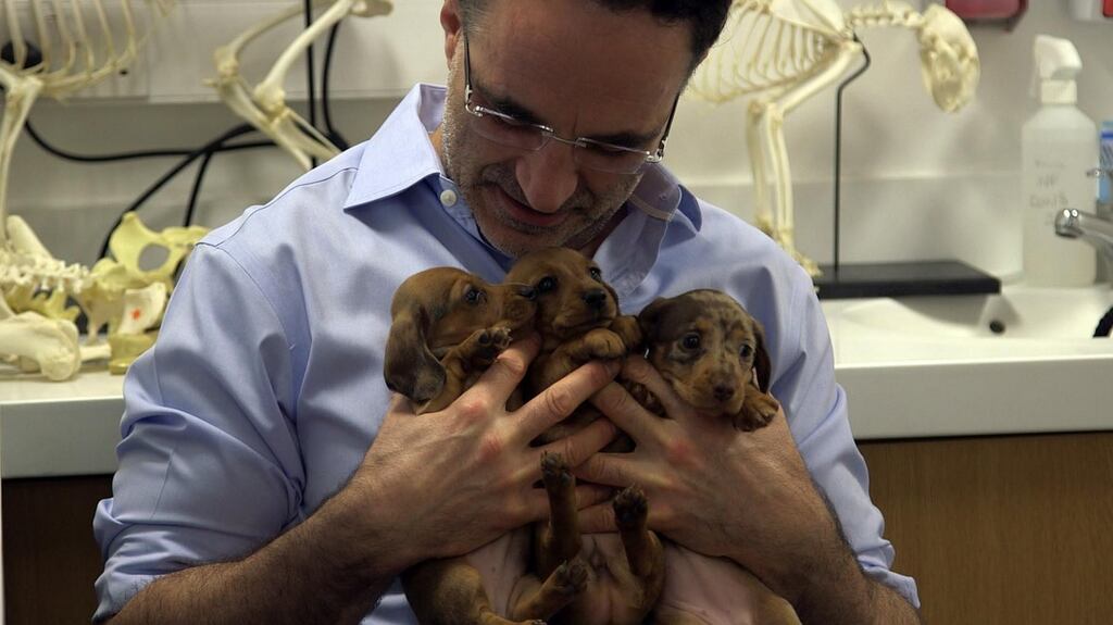 Supervet: I’d choose a warm blanket and one of those head lampshades at Noel Fitzpatrick’s dog-fixing emporium over a spell at the Mayo Clinic