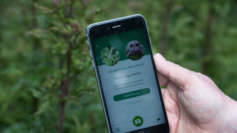 Paddy Woodworth using the Seek app on his phone in Dublin’s Phoenix Park. Photograph: Alan Betson