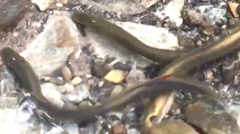 Brook lampreys spawning in a local stream.