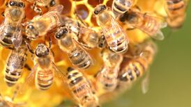 The bee’s knees for wounds and infections