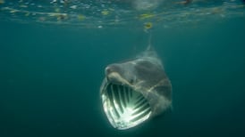Basking shark on list of fish at risk of extinction in Irish waters