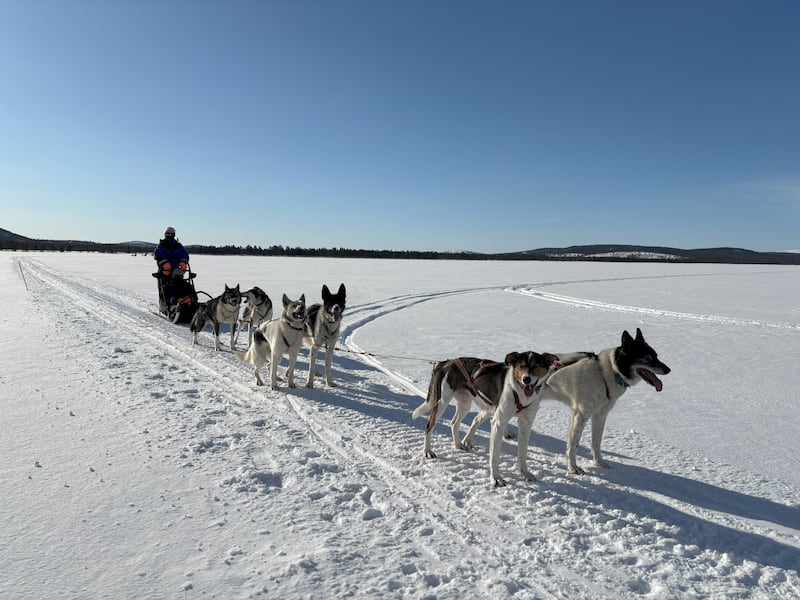 Husky mushing, Menesjärvi, Inari, Finland