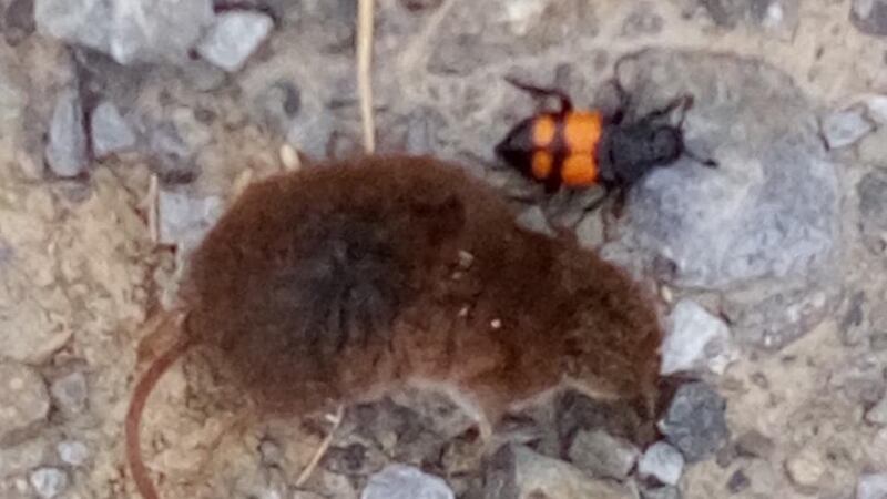 Eyes on nature: the sexton beetle and pygmy shrew that Gary McNamara saw in the Dublin Mountains