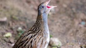 In search of the Congolese corncrake