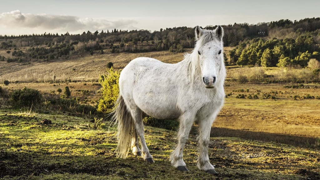 Gardaí have appealed for information after a young pony was fatally stabbed at an animal sanctuary in Co Longford. File image: iStock.