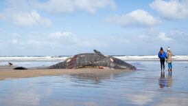 Beached whales may have been confused by military sonar, experts suspect