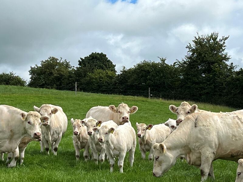 Sebana Moynagh's farm