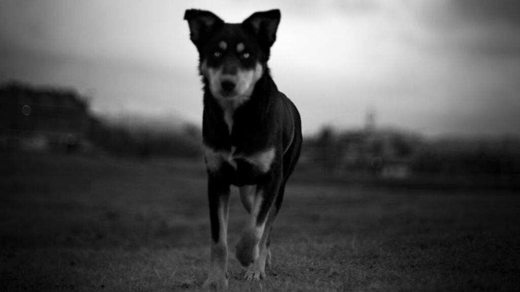 Change your route to avoid any bad encounters. Photograph: Getty Images