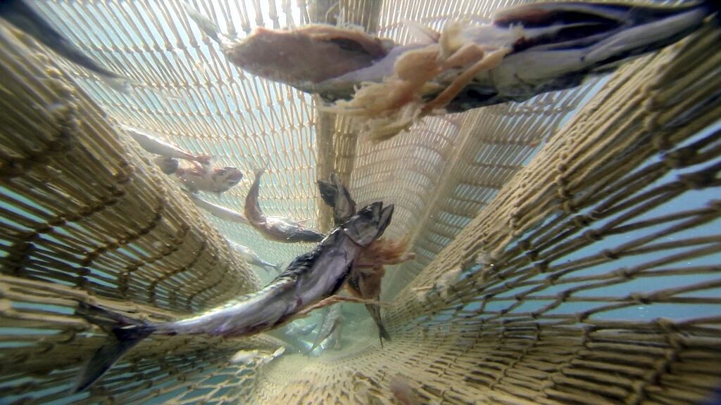 So long, and thanks for all the fish: Risteard O’Domhnaill’s Atlantic