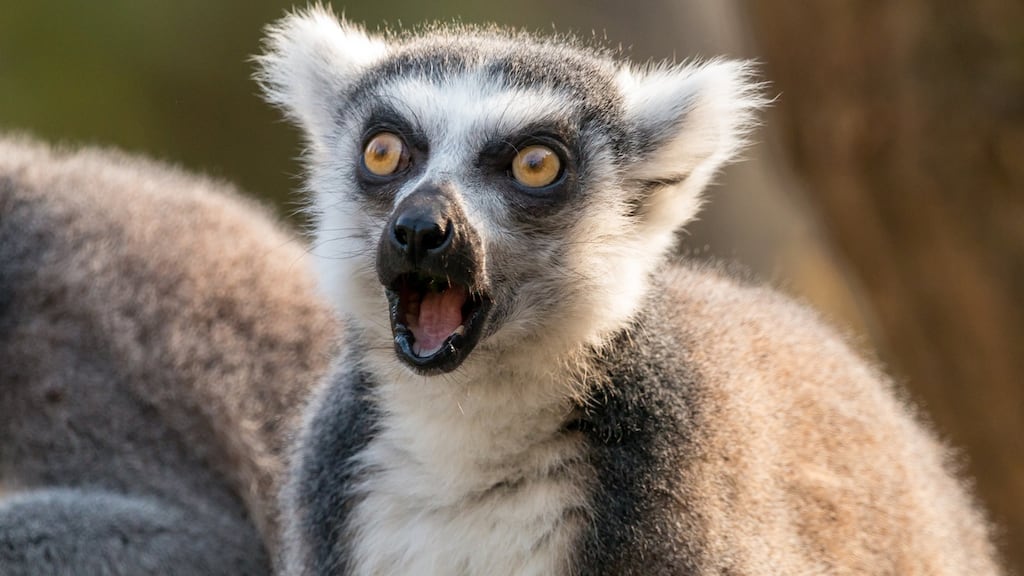 Ring-tailed lemur: stunned reaction. Photograph: Natalia Bubochkina/iStock