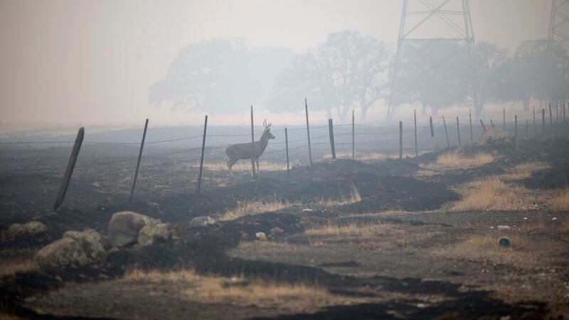 A deer stands in the smoky haze in Paradise. At least 48 people have died in the Camp Fire, the deadliest wildfire in the state’s history. Photograph: Eric Thayer/The New York Times