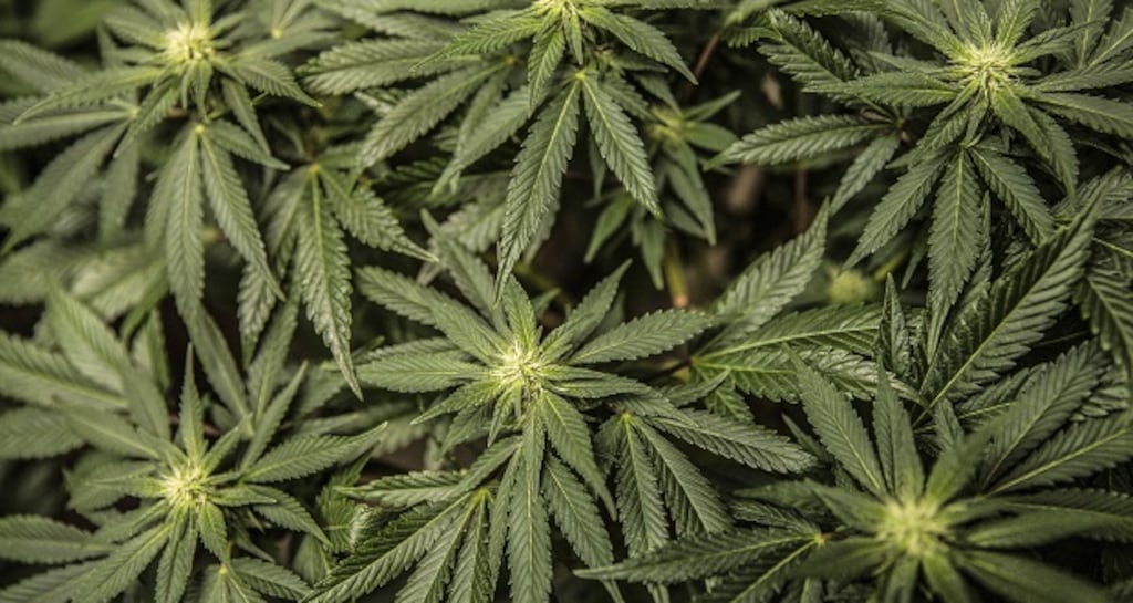 The study published in the Lancet Psychiatry journal found the potent form of the Class B drug led to a three-times higher risk of psychosis in casual users, rising to a five-fold risk in those who used it every day. Photograph: Thinkstock