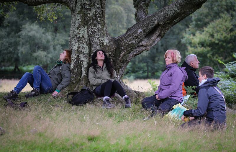 Connecting with nature: Forest bathing training courses now take place in Glendalough forest, Co Wicklow. Photograph: Crispin Rodwell