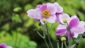 My anemone is out of control. How do I get rid of it?