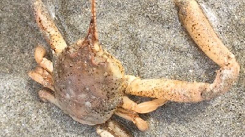 Sand/masked crab
