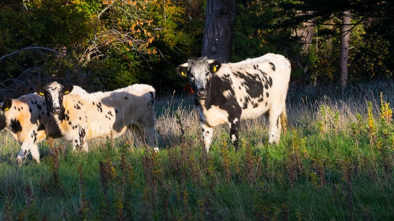 The Droimeann, small and light on their feet, are particularly suitable for the thin soil and steep, sometimes rocky, Fernhill slopes. Photograph: Dún Laoghaire-Rathdown County Council