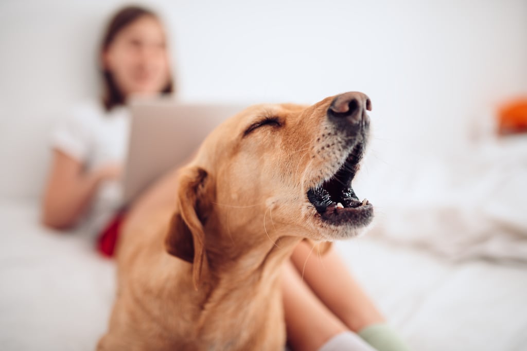 If speaking with the owner of the barking dog does not resolve the issue or is not an option for you, it would be appropriate to bring the matter to the attention of the owner/operator of the development. Photograph: iStock