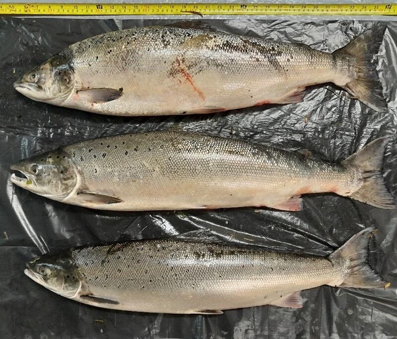 Three dead salmon caught in nets on River Fergus