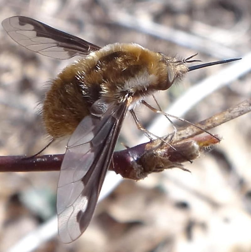 Dark-edged bee fly (Bombylius major)