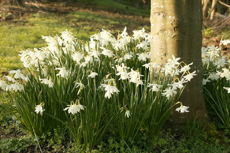 White daffodils. Photograph: iStock