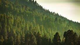 Human activity turning protected forests into carbon emitters