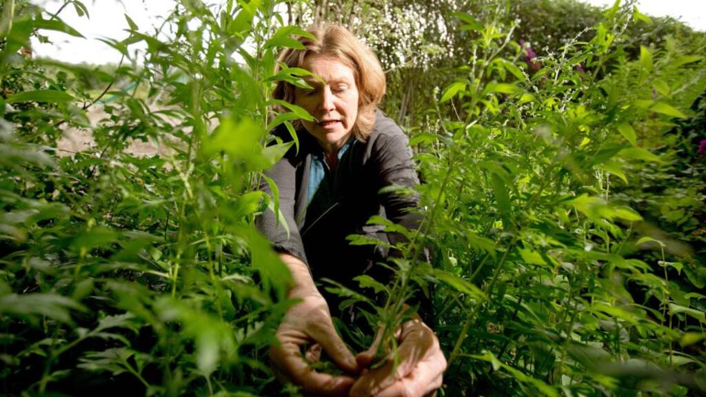 Foraging: Sylvia Thompson picks mugwort at the Organic Centre’s workshop. Photograph: James Connolly/PicSell8