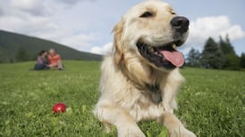 Where do dogs come from? Murky roots of man’s best friend