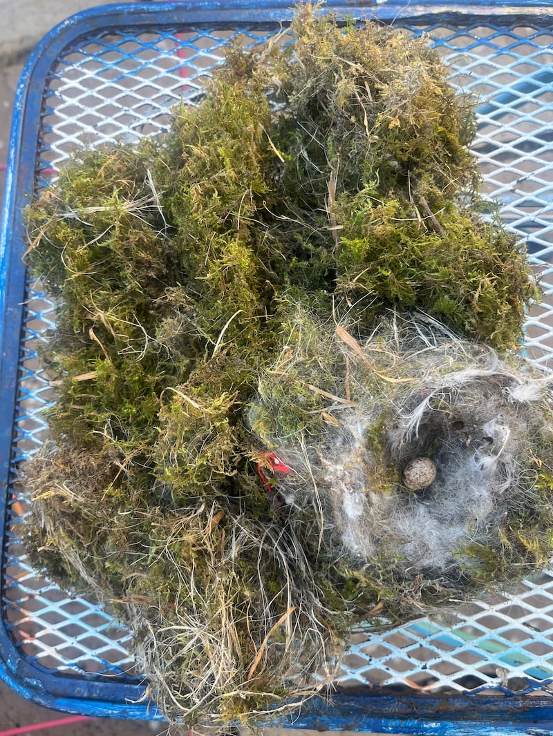 Blue tit nest. Photograph: Bríd Smith