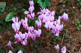How can I grow autumn-flowering cyclamen in my garden?
