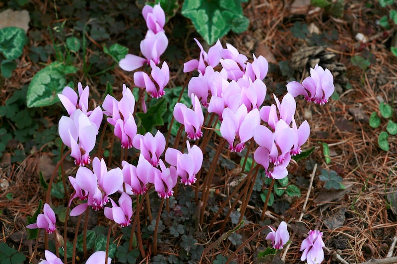 How can I grow autumn-flowering cyclamen in my garden?