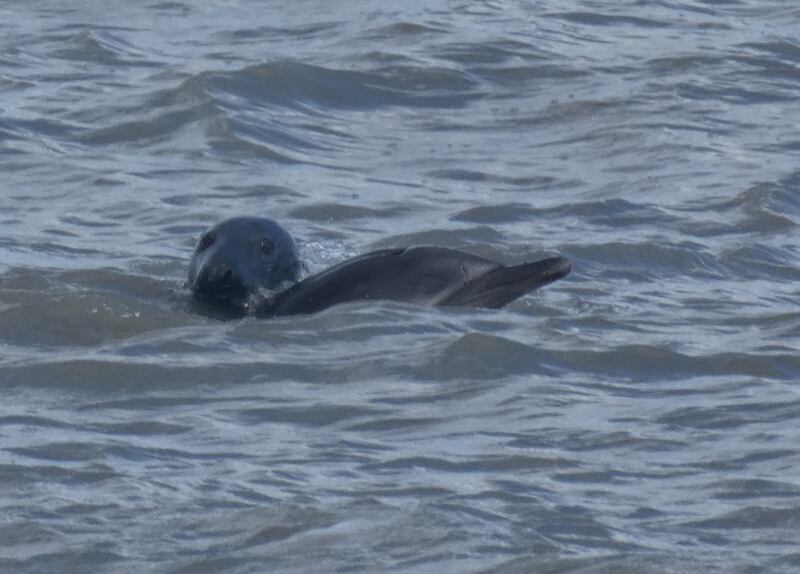 Common dolphin and bull grey seal. Photograph: Johnny Woodlock
