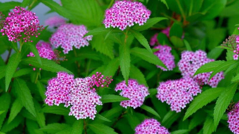 Species such as spiraea flourish in a heavy, moisture-retentive soil. Photograph: iStock